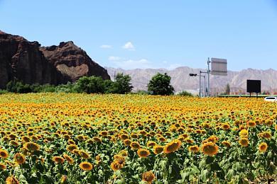 神秘游戏再测试！任天堂Switch Online试玩计划本月回归