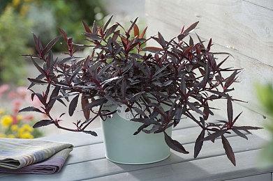 周末免费试玩：孤岛惊魂6、漫威暗夜之子、帝国时代4